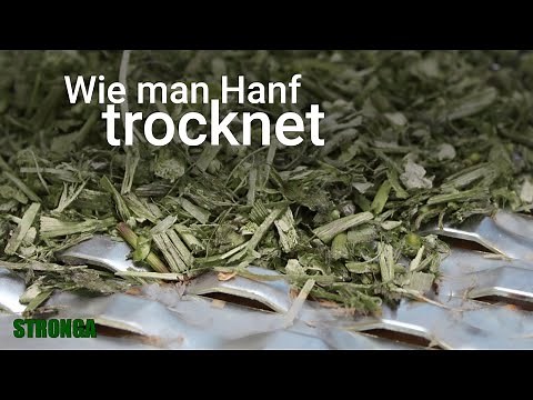 Hanf ernten, trocknen & extrahieren - Hanf Trocknen mit Stronga