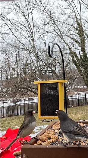 Dark-Eyed Juncos Calling at the Bird Feeder