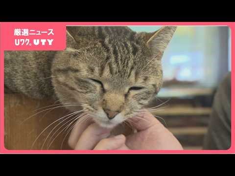 「初めての方でも膝に乗ったり」 日本一の看板ネコ・富士子ちゃん 旅行予約サイトの看板ネコランキングで全国1位に 山梨・アルベルゴ デル オット