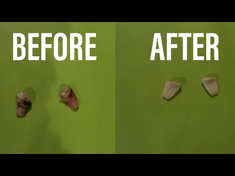 Simple and easy way to clean your elk ivory’s!!