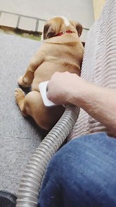 155K views · 10K reactions | Who said Bulldogs don't shed? ✨ Use a brush, hoover, pet vacuum - they all do the same! Brush regularly to keep their coat in top-notch shape. #BulldogCare #PabloAndDiego #bulldogpabs | BulldogPabs | Facebook