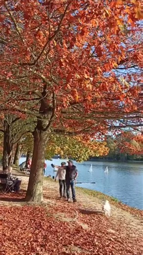 Lac de Genval #lacdegenval #autumn #autumncolors #brabantwallon #Belgium #sunnyday #rixensart #lake #beautifulnature #beautifulplaces #amoureuse_nature #fblifestyle | Amoureuse de la nature