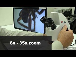 4D Educational Stereo Microscope Overview