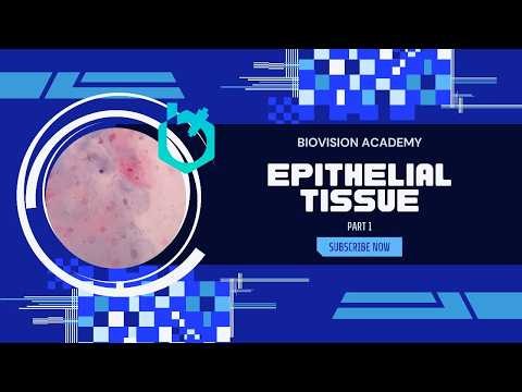 Epithelial Tissue Part 1