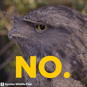 257K views · 1.9K reactions | Lol my joke was so good | BuzzFeed | Facebook