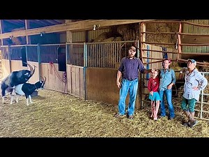 3-part homestead WORKSHOP! (Castration, Duck Pluckin’ & Heifer Pregnancy Test!)