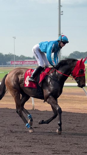 “Noble Magnate” and Emma Lines #horseracing #thoroughbred #racehorse #kymhealyracing #horses #horseedit #apprenticejockey #horselover #racehorseedit #horseracingedit #jockey #edit #equestrian