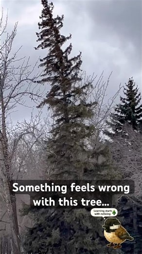 Something is wrong with this tree… #shorts #wildernessseason #outdoorlearning