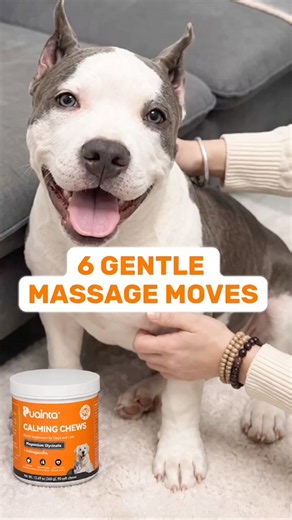 6 Gentle Dog Massage Moves to Try at Home