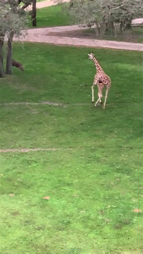 Giraffe WILDIN' Out at Disney's Animal Kingdom Lodge! 🦒💨 #disney #shorts