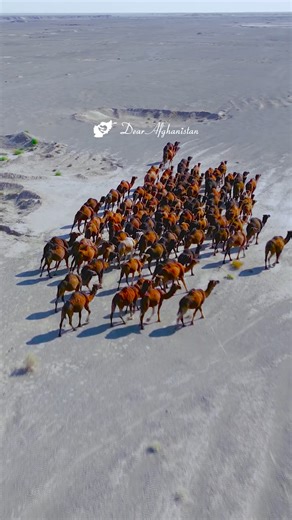 Camel caravan in the desert of Nimruz 🐪 Afghanistan 🇦🇫 | Dear Afghanistan