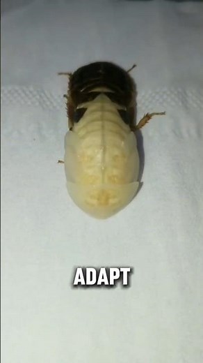 Cockroaches Are Evolving Too Fast!