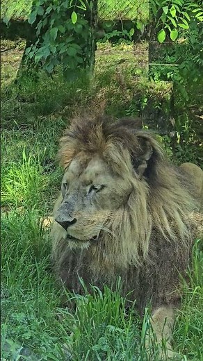 Lion 🦁
