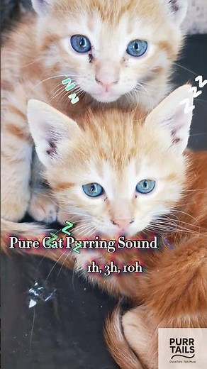 Relax Your Mind | Cat Purring Serenity Sound 💤 | PurrTailsToday