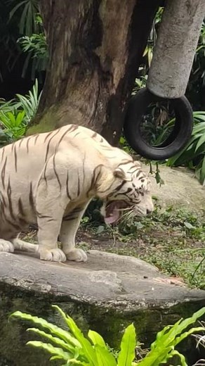 tiger vomit @ Spore zoo