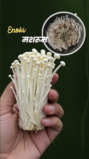 Types of Mushrooms | Button, Oyster, Shiitake & More