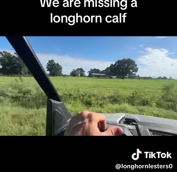 Searching for Missing Longhorn Calf in High Grass