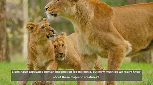 10 Key Scientific Discoveries About Lions