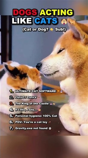 Ranking DOGS Acting like CATS! 💀🐈 #shorts