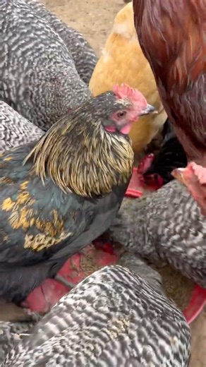 Beautiful Hybrid Heritage Breed Chicken