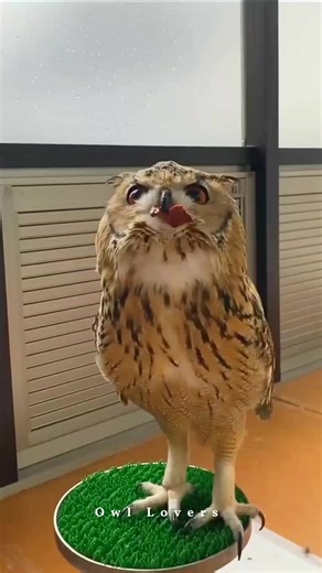 Eating food owl🦉🤤 #owl | Owl Lovers