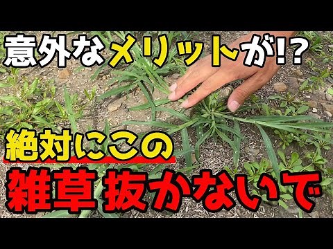 [They're not all bad!] Here are three weeds you don't need to pull out. [Home gardening]