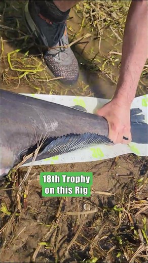 Another Trophy Catfish: Catch More Blue, Flathead & Channel Catfish: FATKAT Best Catfishing Rigs!