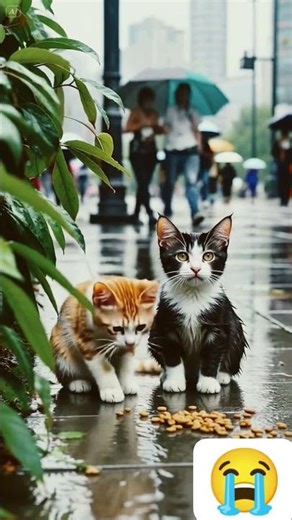 berduaan di tinggal ibu #cat #shorts