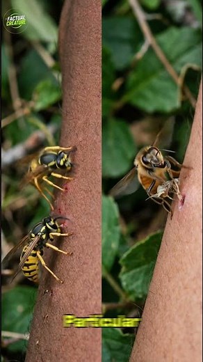 Why Bees Die After They Sting You (It's Not What You Think)