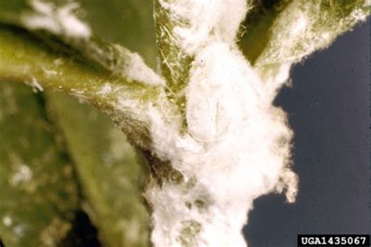 Is White Lint or Fuzz on a Houseplant a Sign of Mealybugs?
