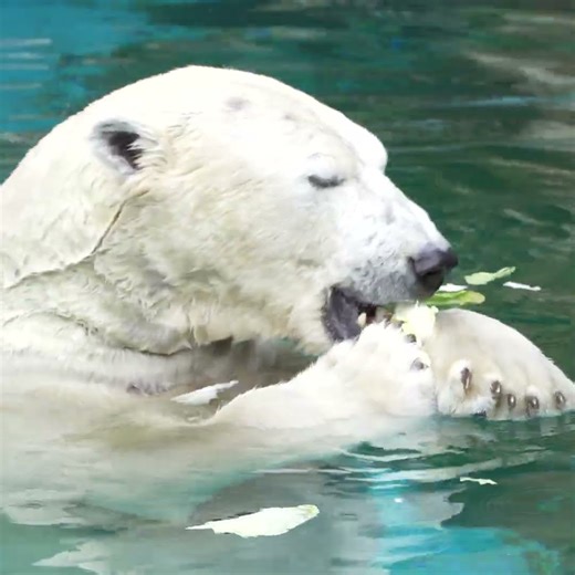 Polar Bear "Hochan" 8 #zoo#polarbear