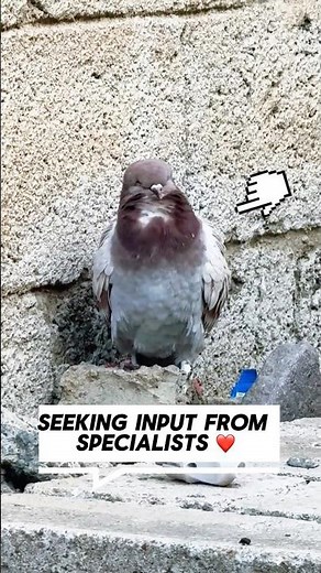 🕊️ A situation that requires rapid intervention!See what's moving