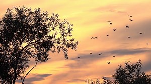 As half a billion birds die in building collisions every year, Salesforce goes lights out