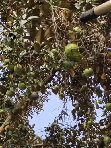 So Many Star Apples on One Tree! Amazing Harvest