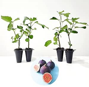 Fig Tree Violette de Bordeaux Live for Sale (4 Pack) | Easy to Grow Plants | Edible Fruit Plant for Sustainable Living | Grow Your own Food on Your Edible Organic Garden| Live for Planting| No Seeds