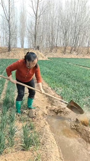 Amazing agricultural activity by rural farmer | Irrigation work in rural areas #farming #tools