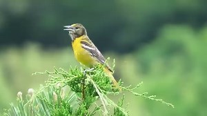 Baltimore Oriole (Icterus galbula) | BIRDS & Nature