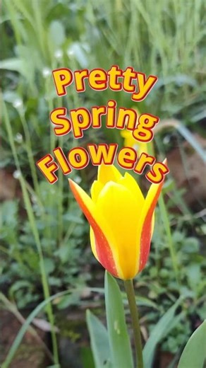 Pretty Spring Flowers #spring #flowers