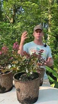 Zone 6 Hardy Crape Myrtle