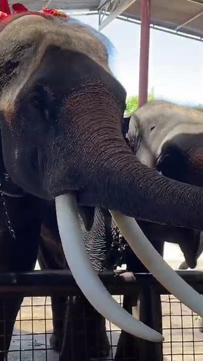 Feeding the Elephants in Ayutthaya
