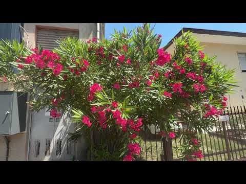 837 - PIANTA CON FIORI ROSSI DELLA NATURA - BELLISSIMA STUPENDA SUPER MERAVIGLIOSA - MAGGIO 2025