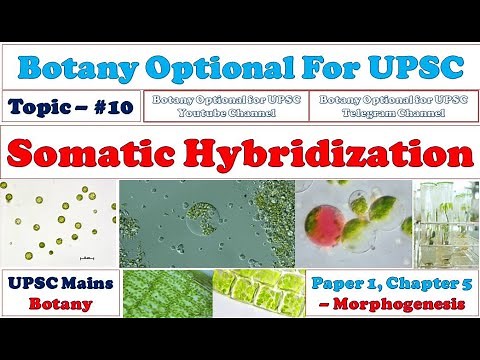 Somatic Hybridization: Mechanical Method: Enzymatic Method: Importance: Botany Optional for UPSC
