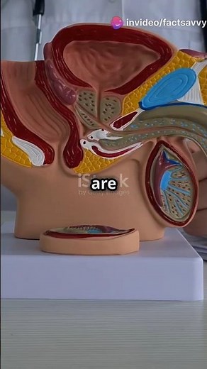 Blue Balls: Facts Every Man Should Know!