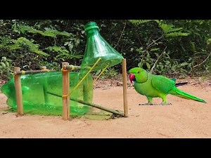 Plastic Bottle Parrot Bird Trap - Creative Simple DIY Bird Trap