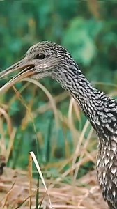 Burung Limpkin (Aramus Guarauna) Adalah burung yang terlihat seperti seekor mandar besar namun lebih dekat dengan burung jenjang. Burung tersebut merupakan satu satunya spesies yang masih hidup dari genus Aramus dan famili Aramidae. Sebagian besar ditemukan di lahan basah di bagian bagian hangat dari benua Amerika dari Florida sampai utara Argentina. Burubg ini memakan moluska terutama siput apel dari genus Pomacea. #azkakicau #limpkin #burunglimpkin #fbpro #reels #birds #bird #nature #viral #bu