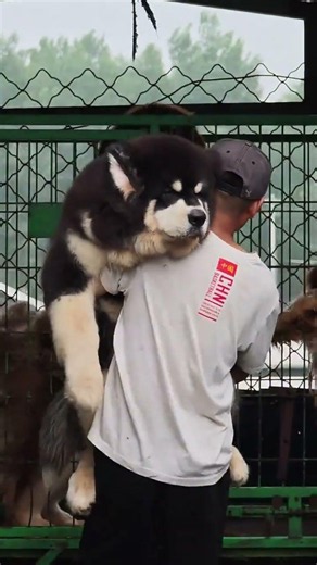 Rare Quality Revisited: The Majestic Alaskan Malamute