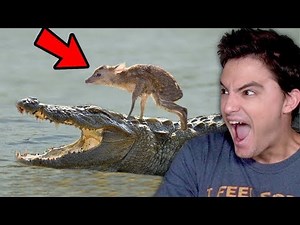 UNBELIEVABLE! Animals saving other animals! [+10]