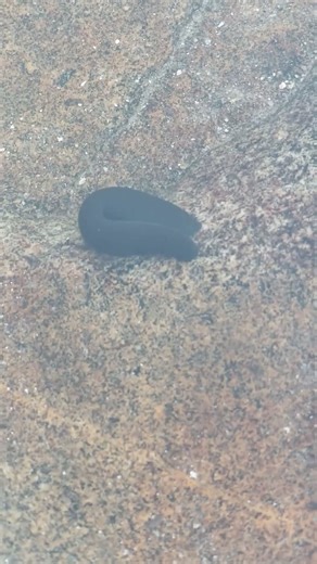 3.6K views · 22 reactions | One of the reasons I don't swim at Jackson Falls... cause there are leeches there!!! Video is from 5 years ago #leech #jacksonnh #NewHampshire #stillfascinating #creepy #bloodsucker #jacksonfalls | The Nature Nomad | Facebook