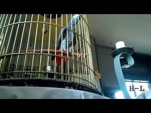 ΠΑΠΑΓΑΛΟΣ ΒΡΙΖΕΙ ΚΑΙ ΜΙΛΑΕΙ ΣΤΟ ΤΗΛ!!!