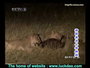 Blood!! Lions eat cow